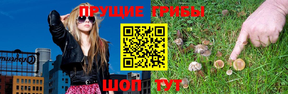 Малоярославец  Галлюциногенные грибы Cubensis  Вход с VPN 